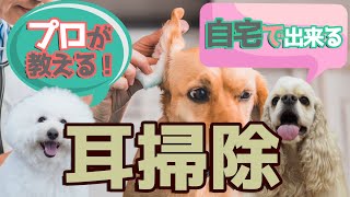 【犬 お手入れ】愛犬の耳掃除について。現役トリマーさんに実践してもらいました。