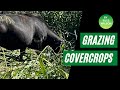 Grazing High tonnage Cover-crops