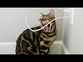 Bengal Cats - When Shut In A Room Bengal Cats - When Shut In A Room