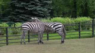 Chorzów Zoo, Poland. Zebras / Zebry