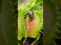 Venus fly trap ingesting#snail#carnivorousplants