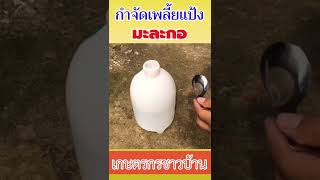 สูตรกำจัดเพลี้ยแป้งในมะละกอ | เกษตรกรชาวบ้าน