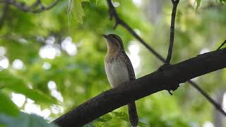 Крутиголовка • Вертишейка • Eurasian wryneck • Jynx torquilla