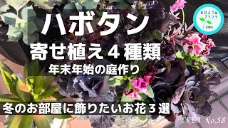 【年末年始🎍寄せ植え】葉ボタンの寄せ植え４タイプ⛄️冬のお部屋に飾りたい花鉢３選✨NO.58／2023.12月14日撮影