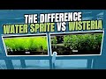 How to Identify Water Wisteria from Water Sprite [Benefits of Each]