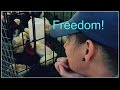 Freedom! Baby Chicks Beyond The Crate~