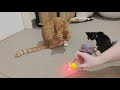 Cat product, toy and tech review. Episode #17 Jackson Galaxy lightup balls