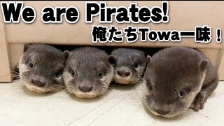 【カワウソ赤ちゃん】Towa海賊団、結成！！Towa Pirates formed!!【特別編】