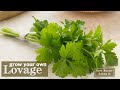 Sow Right Seeds | Lovage