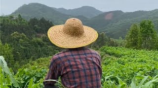 去不了诗和远方，那就在家守着鸡鸭，待在我这一亩三分地吧