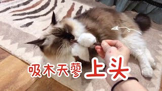 【直播】12只猫直播现场公然吸木天蓼，挖煤猫闭眼猛吸：麻，有点上头 ｜李喜猫