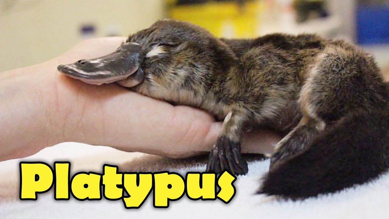 What Is A Platypus? 10 Facts about the Platypus!