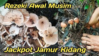 BERBURU JAMUR BARAT #part116 #mushroom #jamurbarat