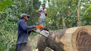 Fastest skill cutting down huge tree with strongest chainsaw ‼️