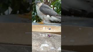 2024.1.1.よい初夢を！☺️ #birdfeeder #참새 #スズメ #sparrow