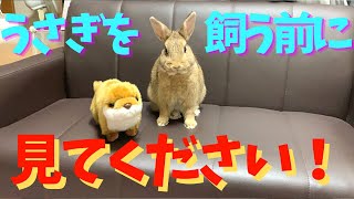 【ウサギの飼い方】それでもウサギを飼いますか？飼育で大変な事・困った事・事前に確認してほしい事etc