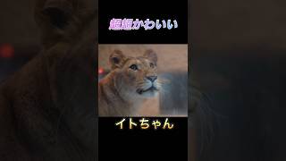 円山動物園ライオン🦁イトちゃん