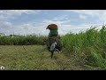 サトウキビハーベスタ沖縄 sugarcane harvesting in japan