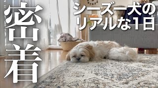 【癒し動画】シーズー犬のリアルな日常に1日密着 / おうち時間 / なんでもない休日 / Shih Tzu dog and my happy life.