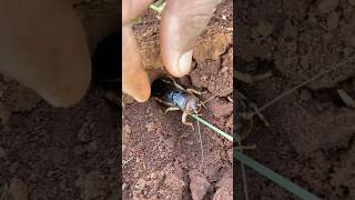 Survival skills - 150,000 venomous ants Vs King clever cockroach