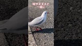 252  ある日突然ユリカモメがやって来たよ！