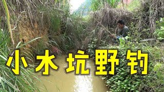 野钓， 一个不起眼的小水坑，想不到也能疯狂上鱼，实在是过瘾了【民间小邓】