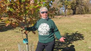 Plant a Tree in Honor or Memory of a Loved One