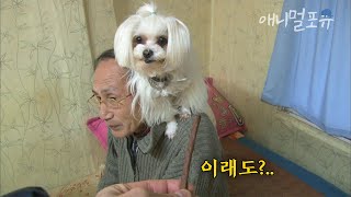 하루 종일 할아버지 어깨에서 안 내려오는 강아지?! 간식으로 유혹해도 안 내려옴,,😯 | KBS 굿모닝 대한민국 130214 방송