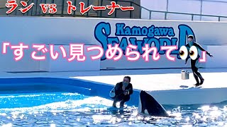 【にらめっこ】シャチVSトレーナー　鴨川シーワールド　ラン