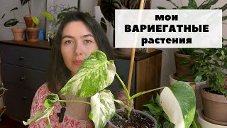 Обзор вариегатных растений / Что такое вариегатность?