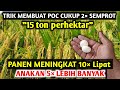 Dahsyat karena ini BISA PANEN puluhan ton..!! Cara membuat pupuk organik cair untuk tanaman padi