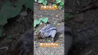 穴掘り名リス😍リス園のシマリス