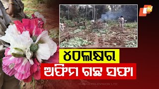 Mayurbhanj Police Destroys Opium Plants Valued at Approximately 40 Lakhs in Similipal