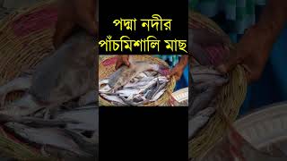 দেশি মাছ  #padma_fish #fishing #fishingmarket #নদীর_মাছ #river_fish #পদ্মার_মাছ #মাছের_ভিডিও