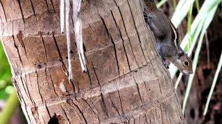 Hungry Squirrel crying loudly #Squirrel #squirreladventures #squirrelwatching