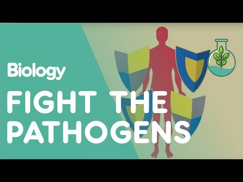 How does the respiratory system defend against pathogens?