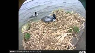 2015 0428 1004am Loons close Mom up on the nest