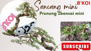 pruning 2 mini bonsai | sancang bonsai #bonsai #bonsaitree