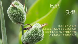 靈修:感恩-洗禮 20240719