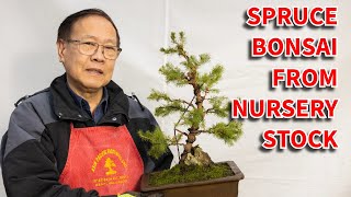 Creating an Alberta Spruce bonsai from nursery stock.