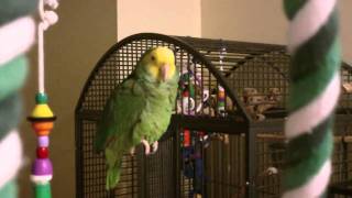 Amazon Parrot talking