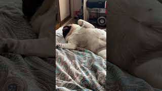 Шифа лучший мопс #мопсы #собака #шифа #pug #юмор #мопс