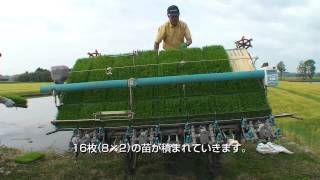 栃木農人(とちぎのーと) 第1回：田植え / Japanese Rice Farmers in in Tochigi Pref. Vol.1: Rice Planting