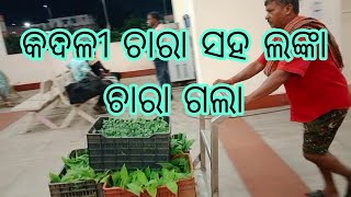 G9 କଦଳୀ ଚାରା ଜଣେ ଚାଷୀଙ୍କ ପାଖକୁ ପଠେଇଲୁ। G9 banana #nursery #agriculture #banana