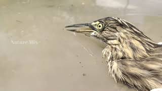 குருட்டு கொக்கு | Indian Pond Heron | Nature Mix