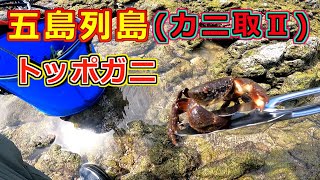 【五島列島】石鯛釣りの一番のエサトッポガニを採る