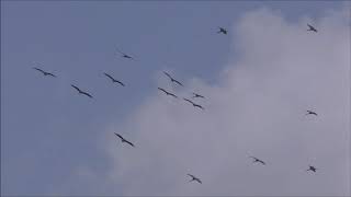 Raptor migration Tarifa, Spain september 2019