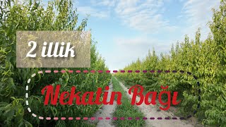 İki İlik Şaftalı bağından nə qədər meyvə yığmaq olar ?