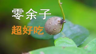 【零余子】山药身上藏了一味隐秘药材！万万不能错过！山药又叫薯蓣！