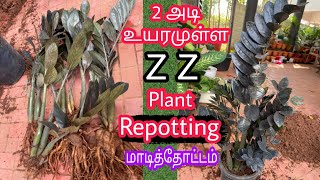 Zz Plant எப்படி வளர்ப்பது?மண் கலவை ரகசியம்/HOW TO GROW ZZ PLANT IN TAMIL/JUMBO ZZ PLANT GROWING TIPS